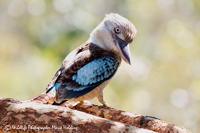 Blue-winged Kookaburra at Anbangbang, Kakadu © Marie Holding